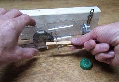 如何使用矿泉水瓶制作一个高效的捕鼠器