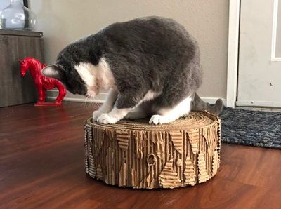 瓦楞纸板DIY猫爬板 自制猫咪磨爪玩具