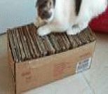 废品利用自制猫猫抓板箱
