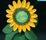 瓜子壳DIY：变废为宝制作开心向日葵
