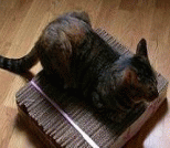 废纸箱自制简单实用猫抓板