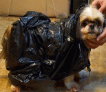 用塑料袋给小狗做雨披