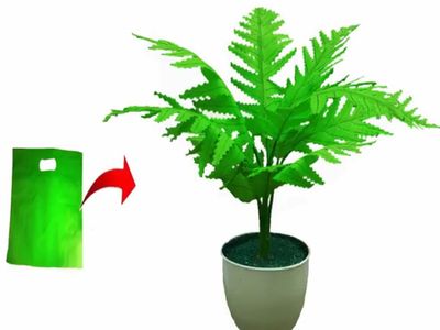 废塑料袋DIY绿色波士顿蕨盆栽