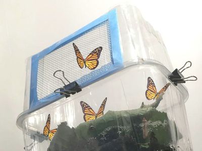 如何做DIY培育蝴蝶成长观察箱