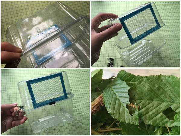 如何做DIY培育蝴蝶成长观察箱