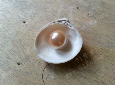 厨余贝类贝壳变废为宝做珍珠耳环