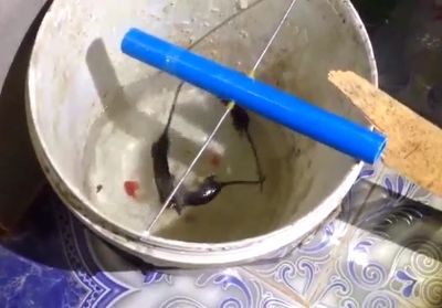 怎么利用废水桶抓老鼠