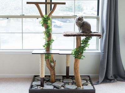 利用废树枝手工制作猫爬架