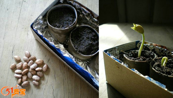 春天到，用纸芯做植物培养基
