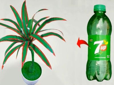 DIY红边龙血兰盆栽花