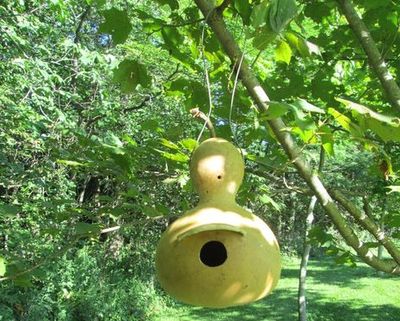 用大葫芦怎么打造DIY人造树林鸟屋