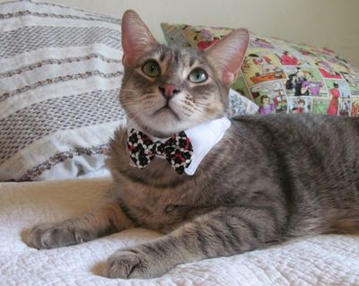 妙用旧衬衫做家里宠物猫狗领结领带