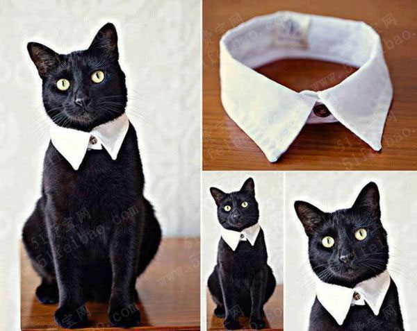 妙用舊襯衫做家裡寵物貓狗領結領帶