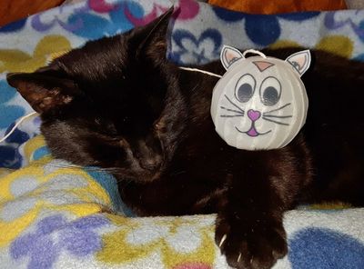 矿泉水桶手改DIY无胶塑料猫猫头玩具球