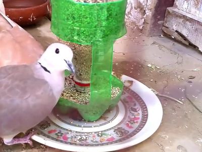饮料瓶手工制作塑料自动给食喂鸟装置