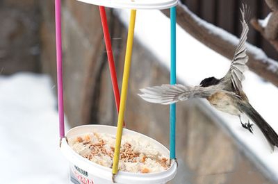 用废品DIY野生鸟类投食器教程