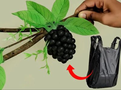 塑料袋葡萄藤DIY的方法
