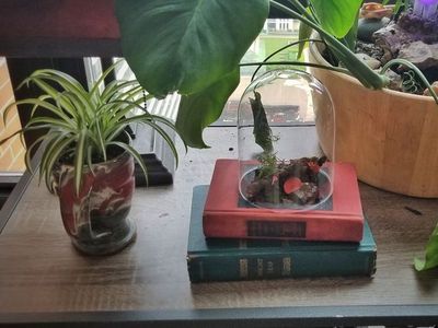 废旧书制作古典温室盆栽教学