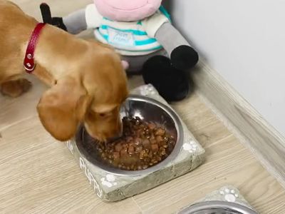 如何自制DIY个性狗狗餐盘