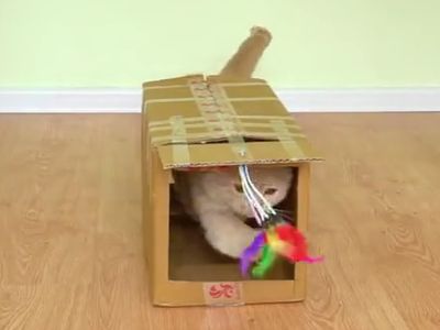 自制纸板箱逗猫猫玩乐小窝