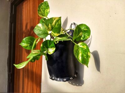 使用旧车胎DIY壁挂装饰花盆