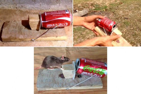 使用易拉罐DIY老鼠笼制作教学