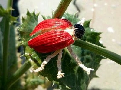 制作传统编织玩具，DIY玉米叶编织小甲虫