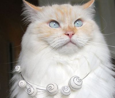 diy猫毛手链首饰:猫毛不会浪费的新用途