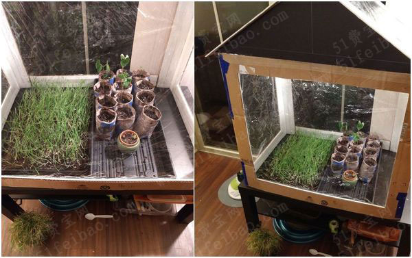自制大棚：DIY家用花草温室方法