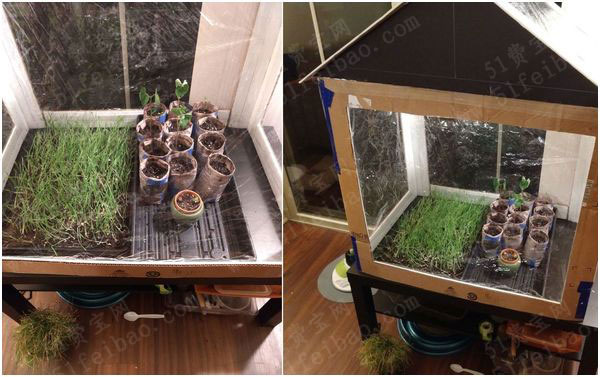 自制大棚:diy家用花草温室方法