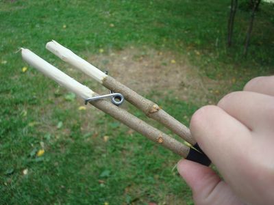 废树枝一分钟变成户外应急筷子