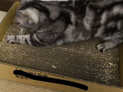 手工DIY猫抓板磨甲器制作教学