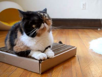 DIY猫抓板超简单 快来动手做一个！