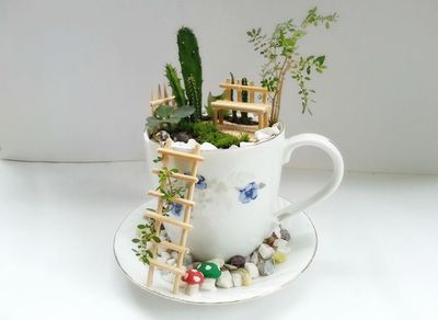 教你不花一分钱做唯美森系茶杯盆栽