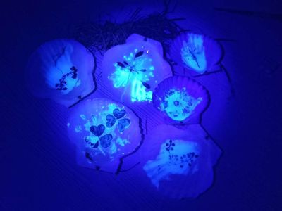 有趣的天然材料搭配实验,贝壳荧光植物标本制作教学