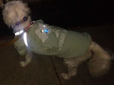 怎么样用T恤做一件DIY狗衣服