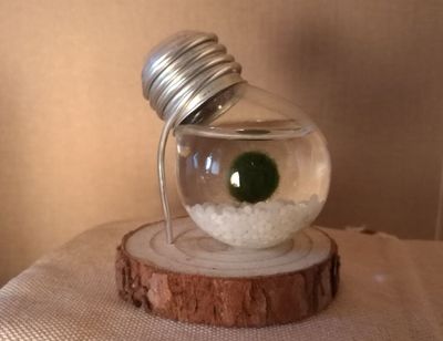 DIY美美灯泡水体造景摆件和挂件