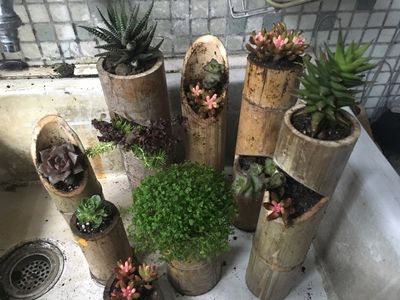脚手架毛竹边角料变萌萌多肉造景容器