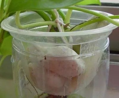 使用塑料果冻壳做水培花盆