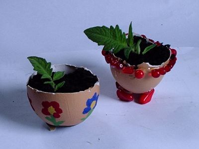 鸡蛋壳制作零成本的简易育苗花盆