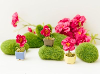 怎样不花钱打造DIY永生花小盆景
