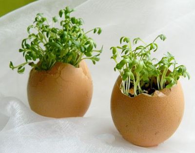如何利用鸡蛋壳种豆苗小麦盆栽