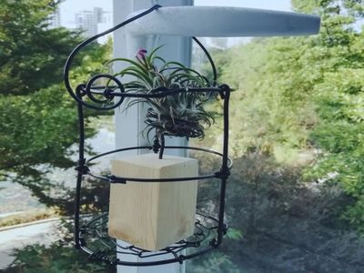 金属丝DIY空气凤梨吊篮的制作方法