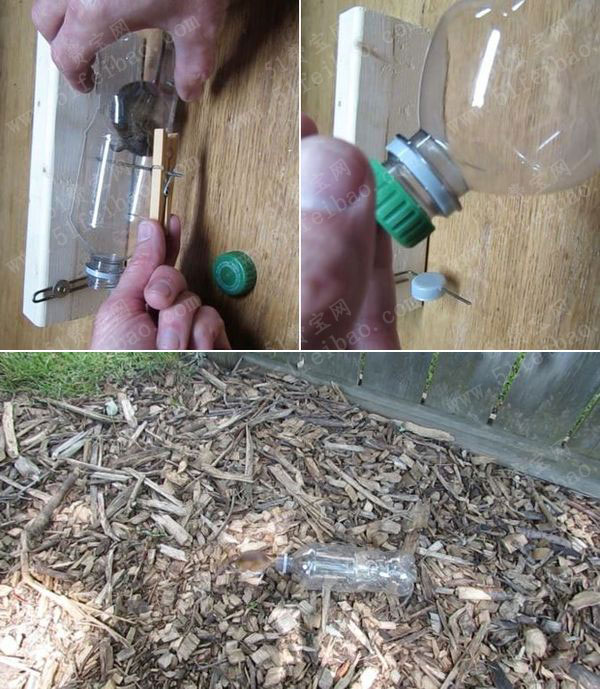 如何使用矿泉水瓶制作一个高效的捕鼠器