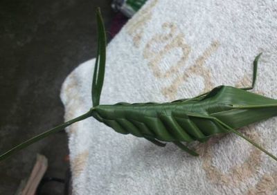 怎么做棕榈叶蚂蚱编织图解教程