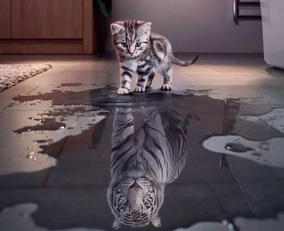 省钱大作战,让猫奴生活更便利的小诀窍