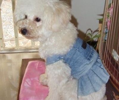旧物改造制作狗狗服装:diy可爱狗仔裙教程