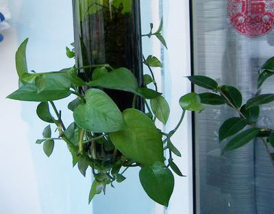 图解自制酒瓶花盆diy免工具切割方法_制作啤酒瓶花盆