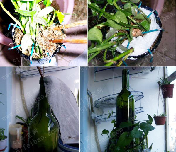图解自制酒瓶花盆diy免工具切割方法制作啤酒瓶花盆