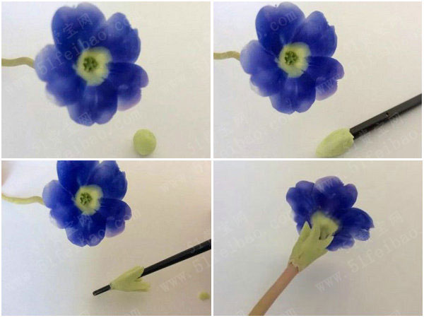 玩粘土教程,diy冷瓷土仿真花卉报春花 - 手工小制作 - 51费宝网